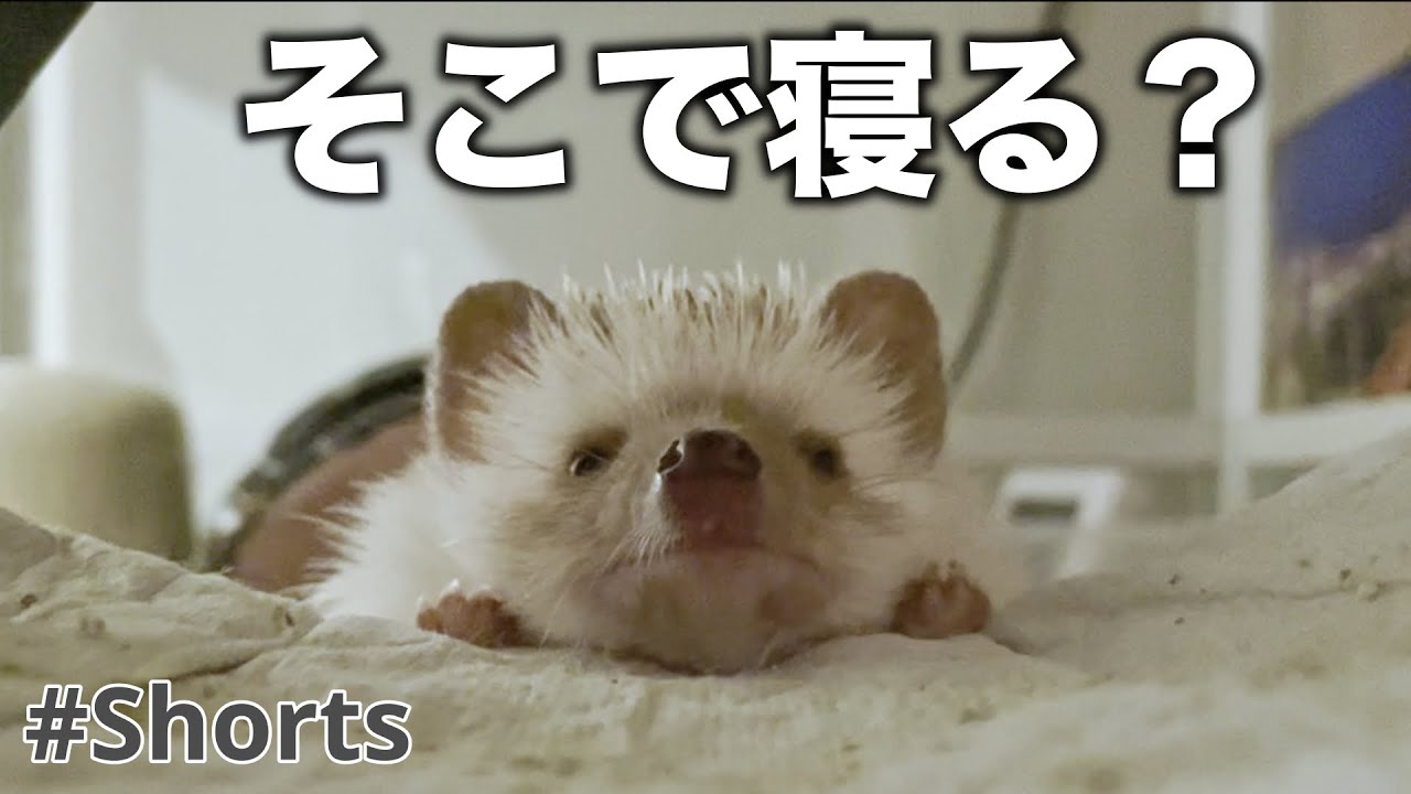 Shorts かわいい 回し車で走る前に寝落ちするハリネズミが激レアすぎる Youtube Shorts かわいい 回し車で走る前に寝落ちするハリネズミが激レアすぎる Youtube