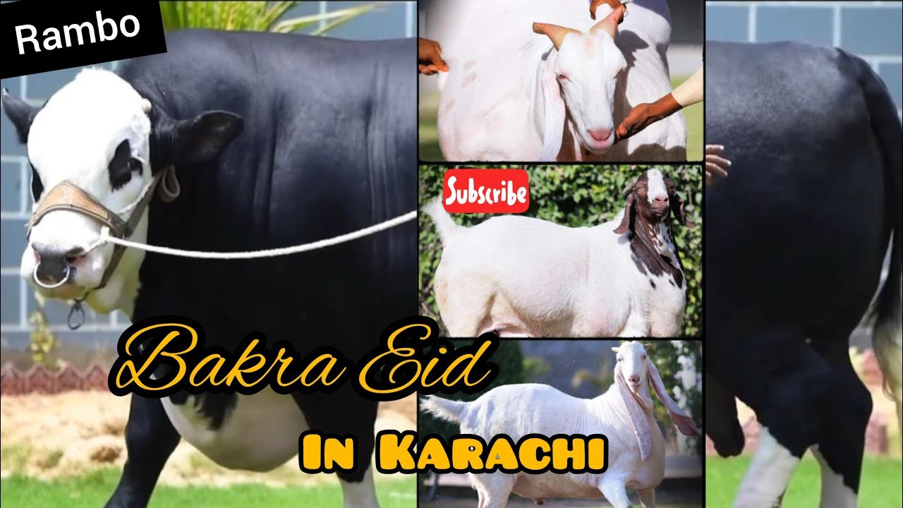 Pakistan Rambo Continental Bakery Cow 2024 || King of Pakistan Rambo || Gulshan e ...
