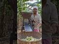 Indian Farmer's Desi Jugaad For Banana Chips #shorts #trending #ai #viral