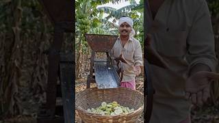 Indian Farmer's Desi Jugaad For Banana Chips #shorts #trending #ai #viral