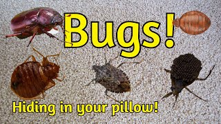 Millet Pillow Bugs!  Buckwheat Pillow Bugs!  Do These Fillings Attract Bugs?