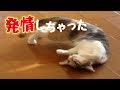 子猫発情 生後5ヶ月早熟な寧々 オス猫「ぼくできません」