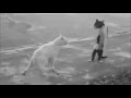 Funny cats  1 minute watch it