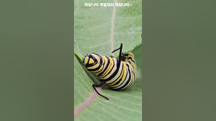 애벌레는 식사후에 나뭇잎을 옮겨 휴식을 취하였다.