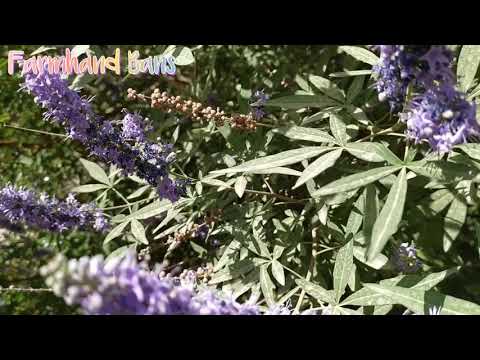 Video: Vitex Suci Atau Pokok Abraham (Vitex Agnus-castus), Akan Membantu Ketidaksuburan Dan Berat Badan Berlebihan