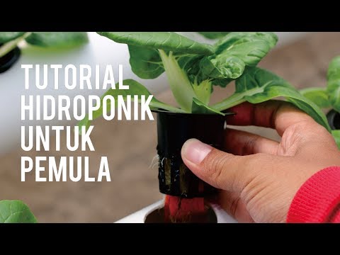 Video: Instalasi hidroponik untuk menanam tanaman hijau dengan tangan Anda sendiri: skema, perangkat, solusi