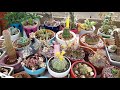 Кактусы🌵Сукуленты🌸Цветут.10 Мая 2019г.