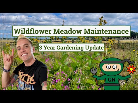 Wideo: Pielęgnacja podwórkowej łąki – porady dotyczące utrzymania łąki z dzikimi kwiatami jesienią