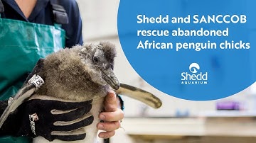 Shedd and SANCCOB Rescue Abandoned African Penguin Chicks