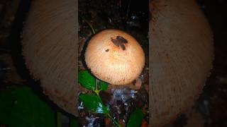 mushroom හතු hathu ? #හතු #හත්ත #hathu #haththa #mushroom #mushrooms #බිම්මල් #bimmal