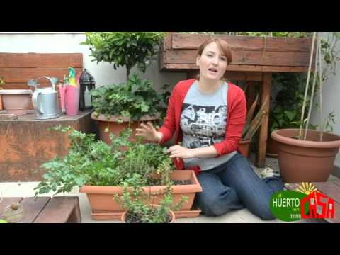 Video: Información de plantas de ajedrea de invierno - Consejos para cultivar ajedrea de invierno en su jardín