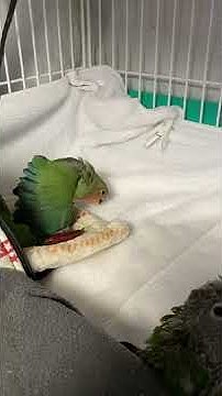 ウロコインコ里親募集 Youtube