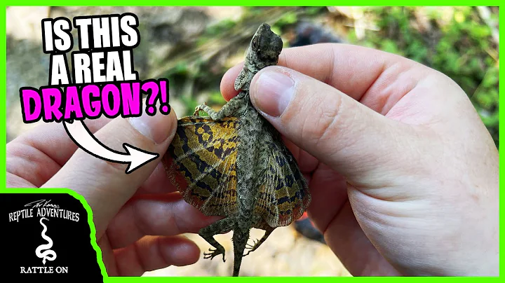 CAN REPTILES REALLY FLY? (Real life dragons!)