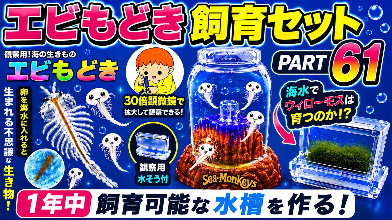 新種　青龍シュリンプ　　ペア Raising brine shrimp with a 