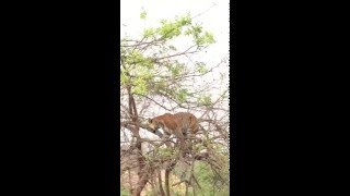 Tiger before fall from tree chasing monkey (India - Corbett)　　虎も木から落ちる　1