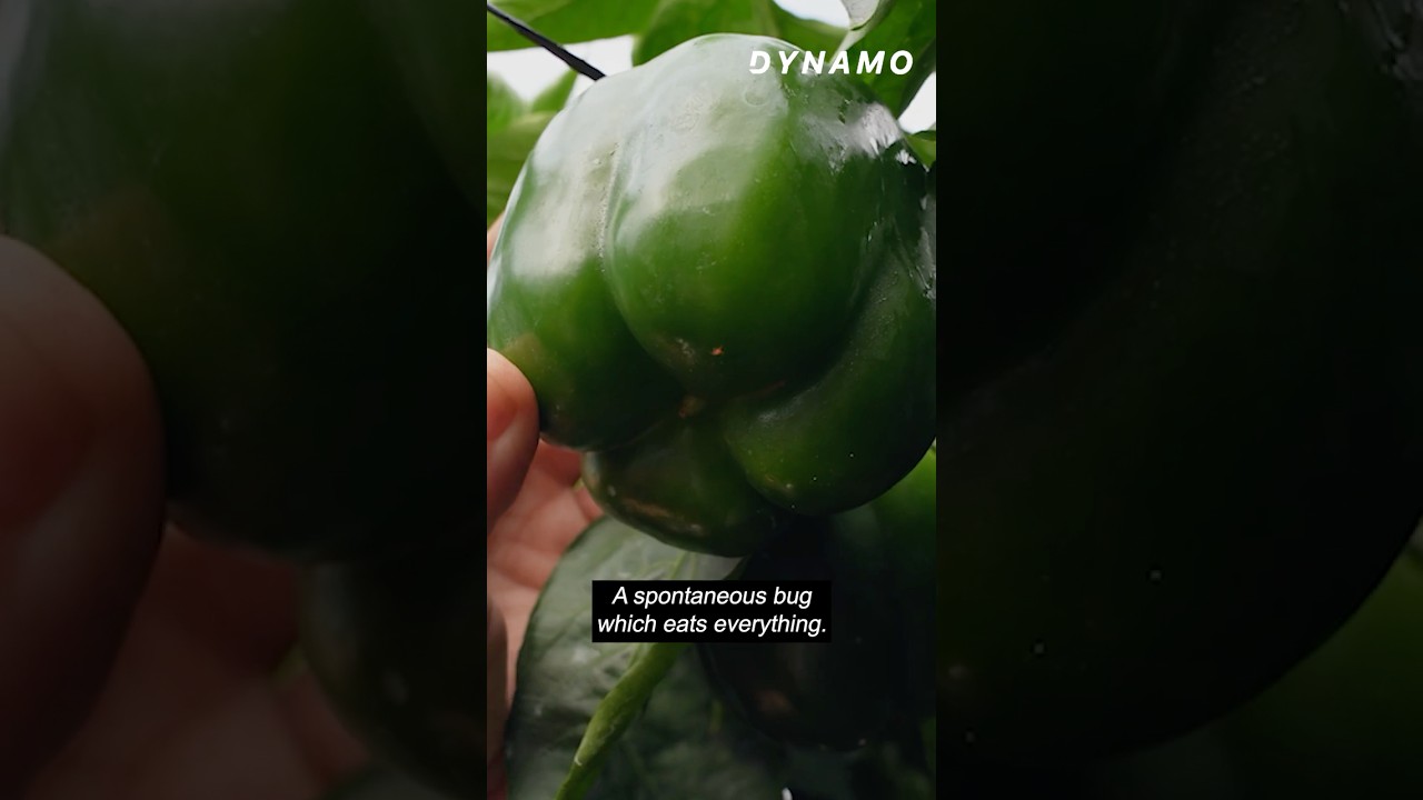 How they stopped used pesticides at the "sea of plastic" that grows most of Europe's produce