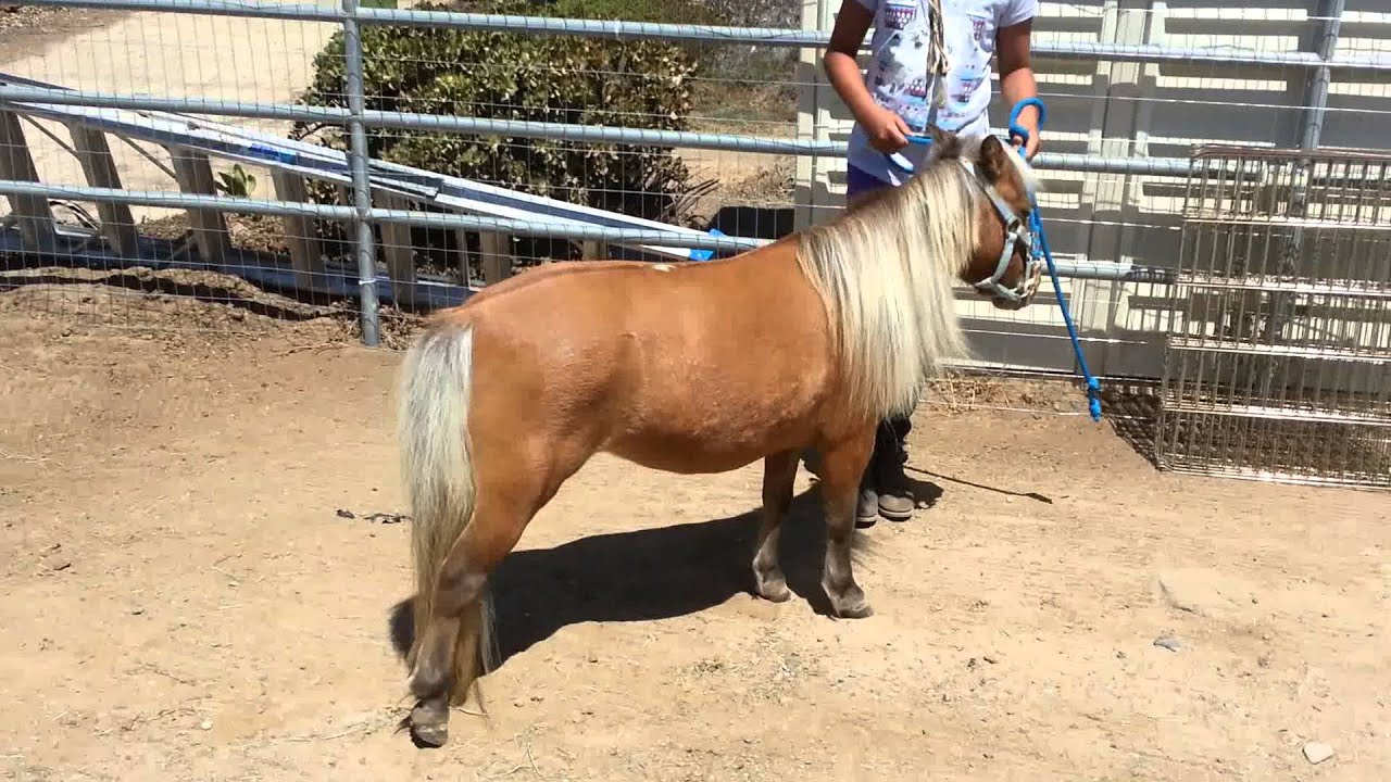Jamaica the Micro Mini Therapy Horse for sale YouTube