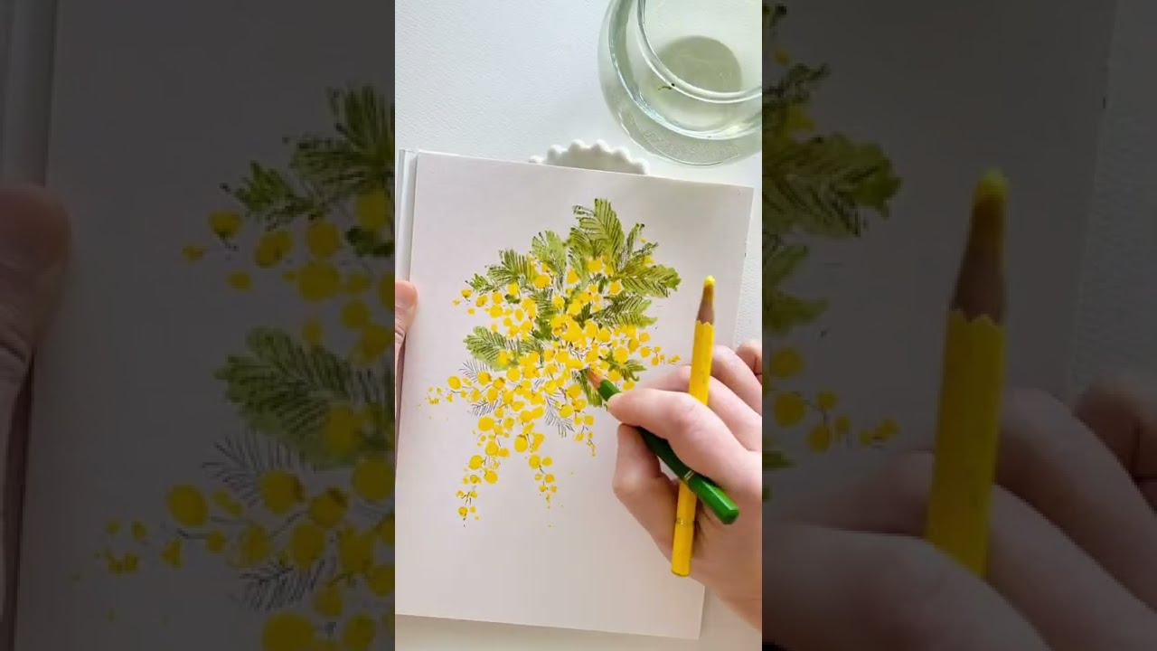 水彩色鉛筆でスケッチ 春の花 ミモザ Mimosa in watercolor