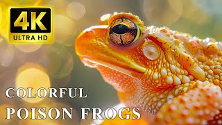 Colorful Frogs  4K UHD 60FPS: Explore Nature Animals with Relaxing Music