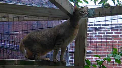 Watch the video about Clive F1 Chausie enjoying some birdwatching