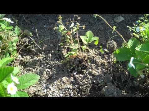 Musk Strawberries - Fragaria moschata