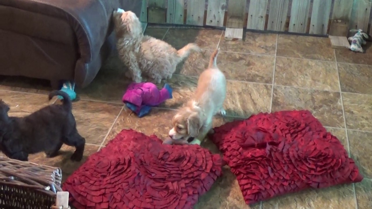 Kitty-Kelly and (Sold Kensey) girl cavapoo with brothers Kent and Ken doodle معنى