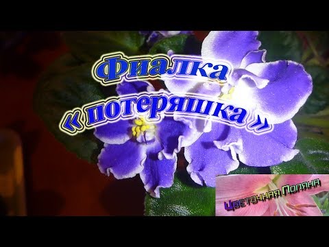 Фиалка 'потеряшка'