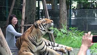 Pattaya Tiger Park, Thailand, I phone 7