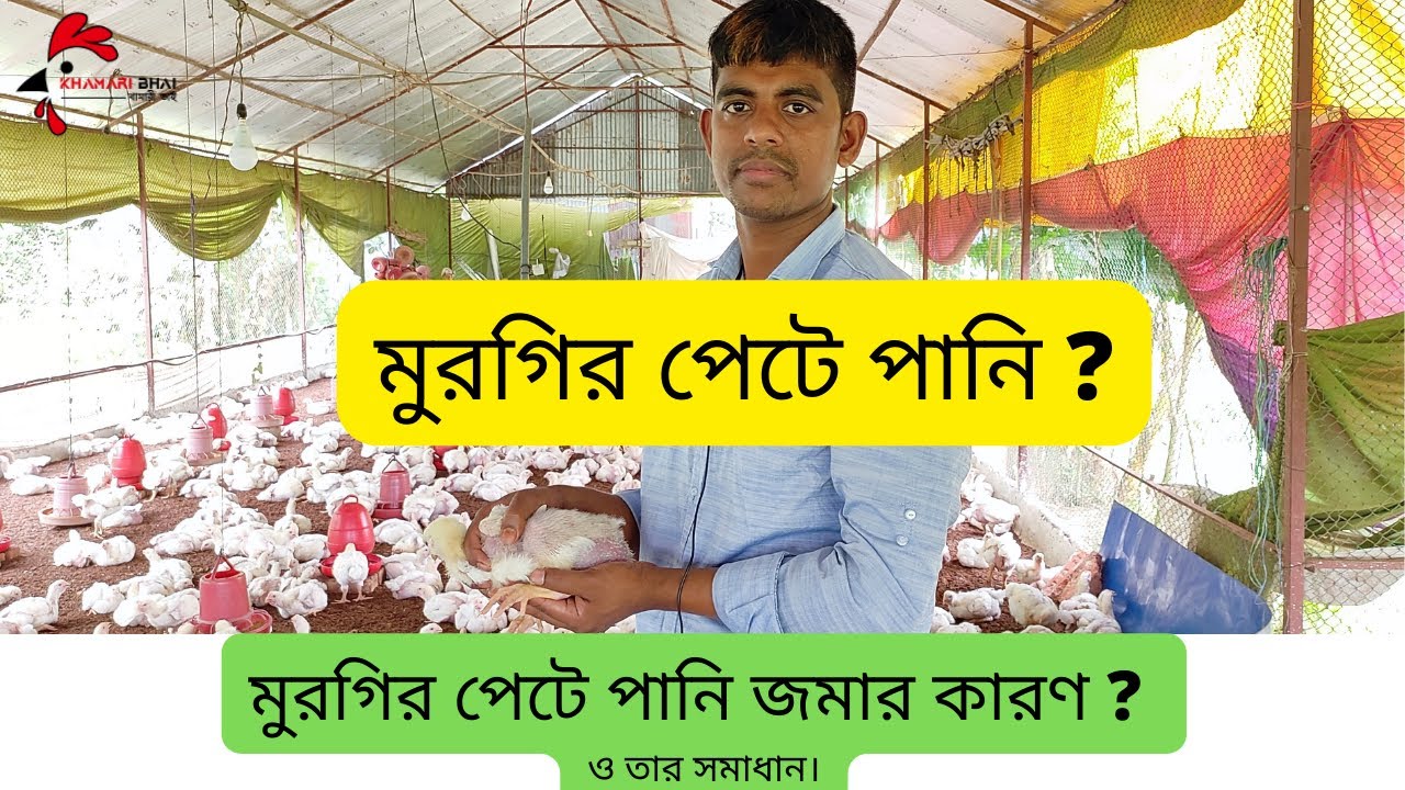 মুরগির পেটে পানি জমার কারণ ও তার সমাধান