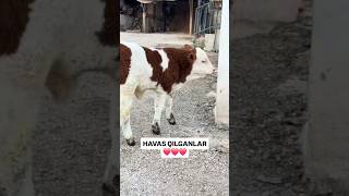 🔥WOOOW🔥 BUZOQCHAGA baho bering!!! 😱😱😱 #simmental #limuzin #angus #sharolle #greeford