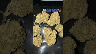 Gas Face🎭 #backwoods #cart #zaza #meds #stoner #yart #cart #review #stayhigh #2g #meds 1g