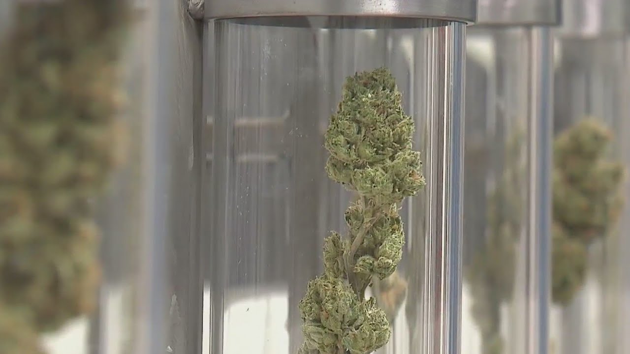 Cannabis tax audit: More transparency needed