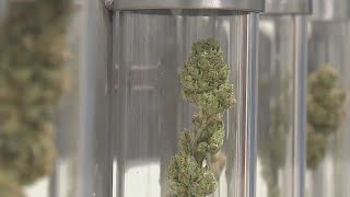 Cannabis tax audit: More transparency needed