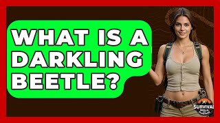 What Is A Darkling Beetle? - Survival Skills for Everyone Darkling Beetles Spray Acid Play Dead