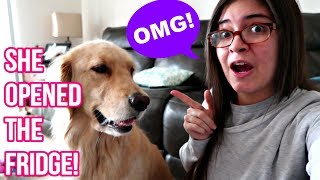 Service Dog Causing Mischief | They Have Personalities!