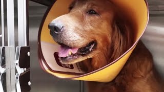 Collection：“It Really Hurts”Abandoned Golden Retriever Cried To Find Owner But Got Into Car Accident by Paw Shelter 1,376 views 3 weeks ago 27 minutes