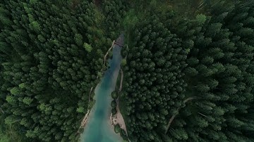 The Mystery of Pine Trees Always Leaning Towards the Equator