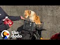 Stray dog chases couple for miles on cycling tour  the dodo