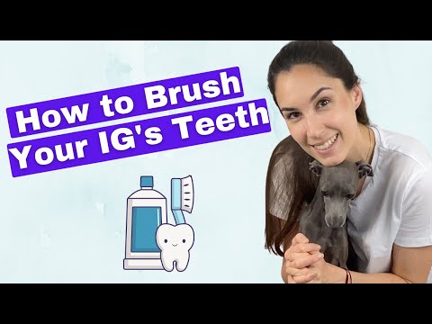 Video: 3 cách đơn giản để giữ cho răng Greyhound của bạn sạch sẽ