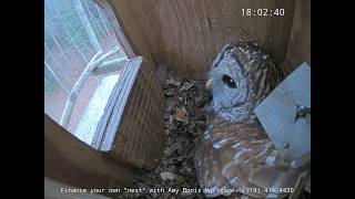 Barred Owl nest box.