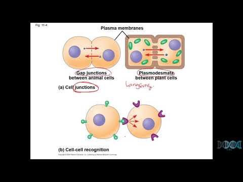 Video: Menurun Rintangan Dadah Dengan Mencetuskan Nekroptosis: Kemajuan Baru-baru Ini Dalam Mekanisme Dan Eksploitasi Terapeutiknya Di Leukemia