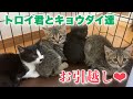 やっぱりキョウダイ達も死んだふりをしちゃう子猫達のお引越し【4 kittens】
