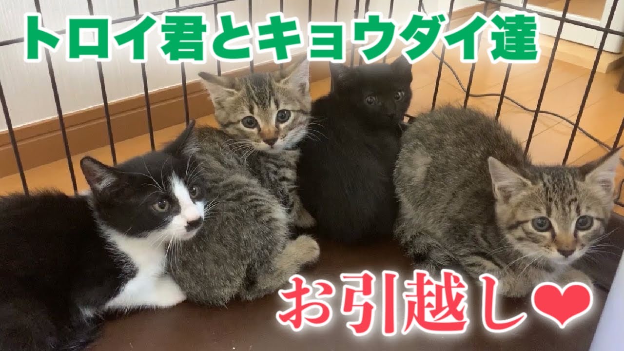 As expected, the siblings pretend to be dead too. The kittens move 