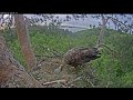 04:35 AM | Dawn at the Nest: First Meal of the Day in Tatarstan! 🌅🦅