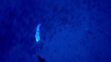 🐟"LO QUE EL OJO NO VE, PARTE III"🐟Jigging a la Carta