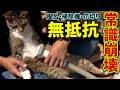 【猫の常識崩壊】掃除機で吸われても爪を切られても「無抵抗すぎる」猫たちがこちらです…