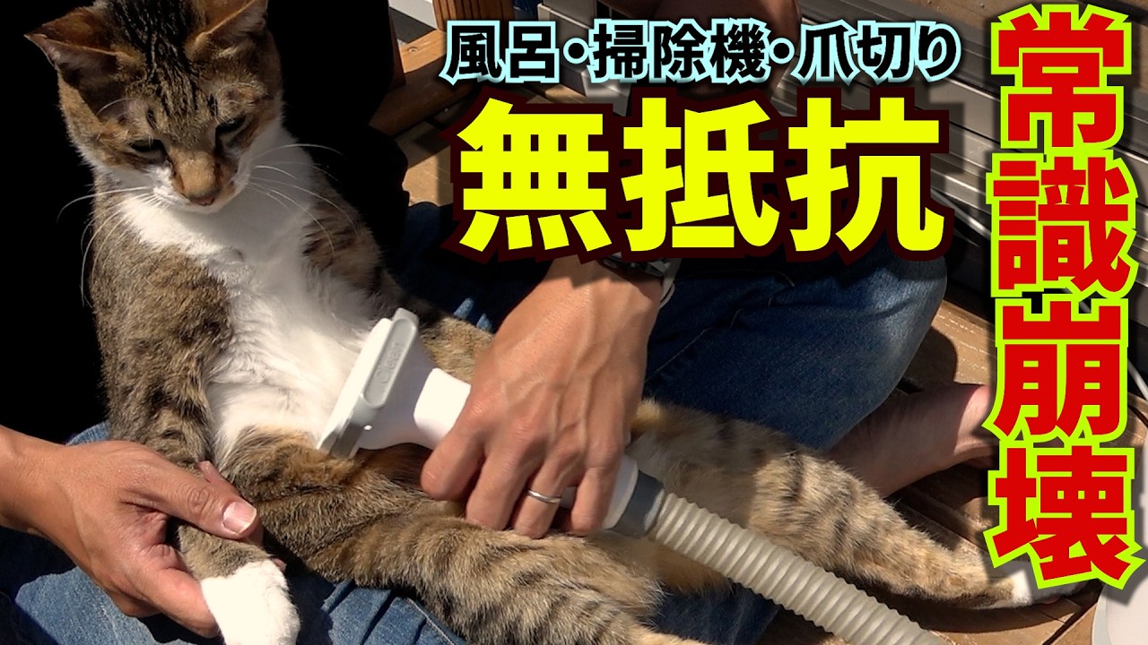 猫はなさん YouTube