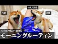 【可愛すぎて起きれない…】子犬を迎えて多頭飼いになったリアルなモーニングルーティン「実家暮らし。20代。未婚」 image