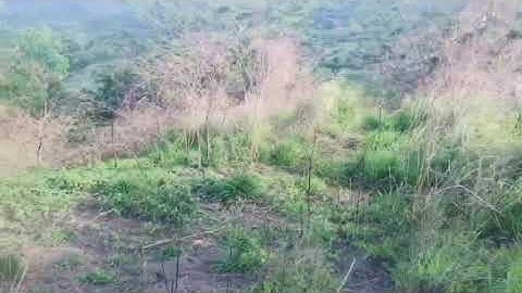 Agriculture land for sale in fiji