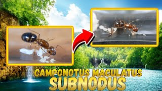 Camponotus maculatus subnudus - карамельный секрет